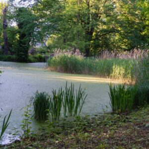 175. Natural Beauty in Park