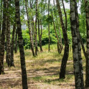 220. Birch Forest in City Park