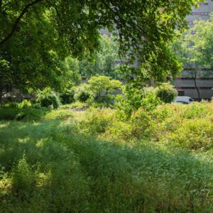 188. Rose Garden in Urban Setting