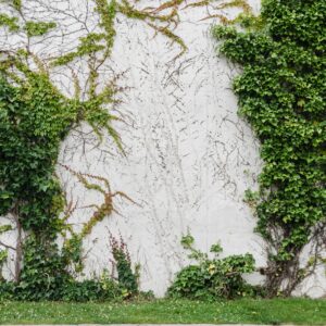 268. Greenery on White Canvas