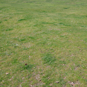272. Uniquely Sculpted Lawn